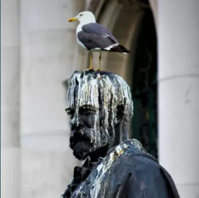 bird poop for good luck