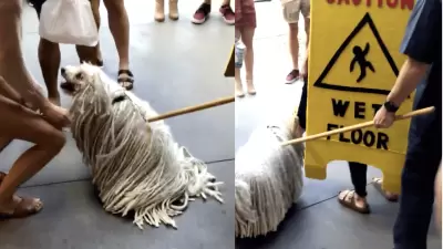 dog…mop…dopgmop?