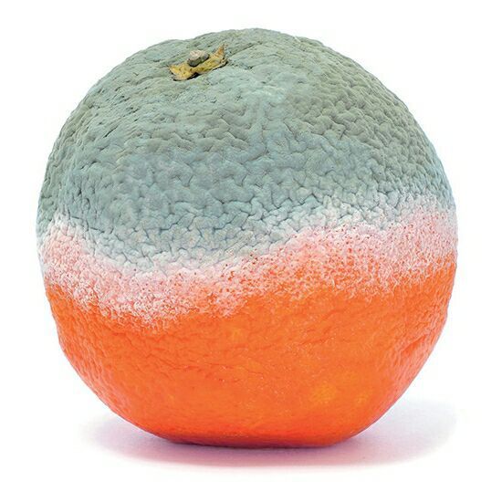 Schimmel weil auf dem letzen Bild war ein Schimmel aber Pferd so checkt ihr?