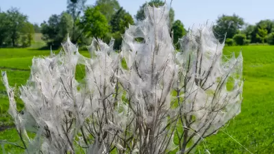 Eichenprozessionsspinner