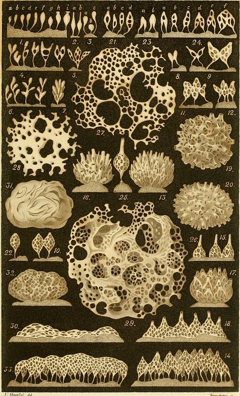 Ernst Haeckel: sponges